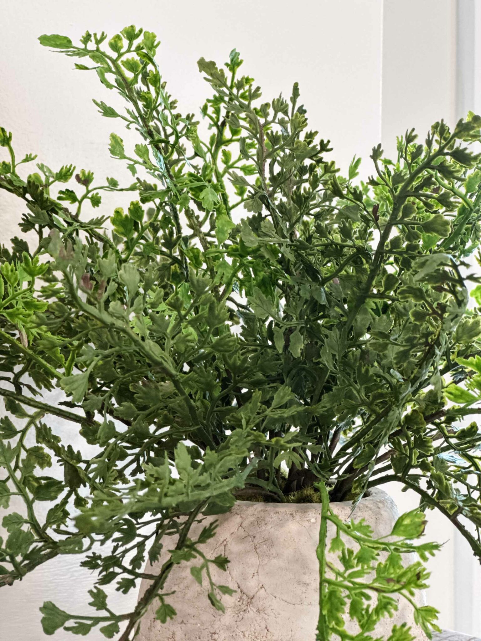 Woodland Frond Ferns, Set/ 3 Assorted - Image 6