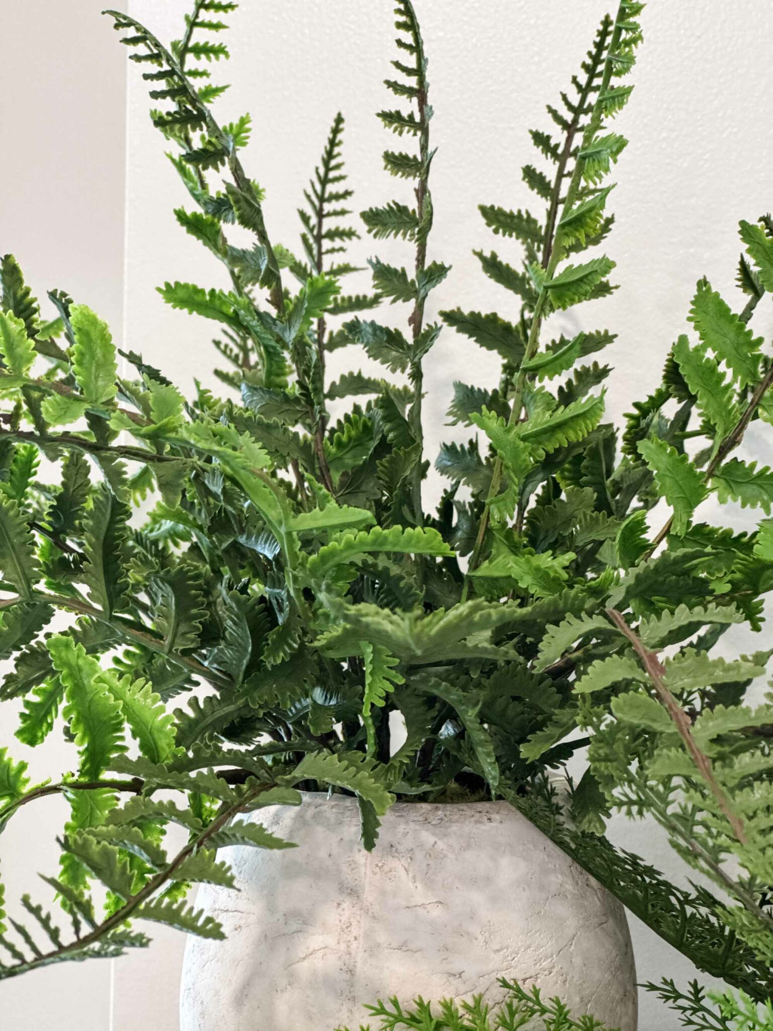 Woodland Frond Ferns, Set/ 3 Assorted - Image 5