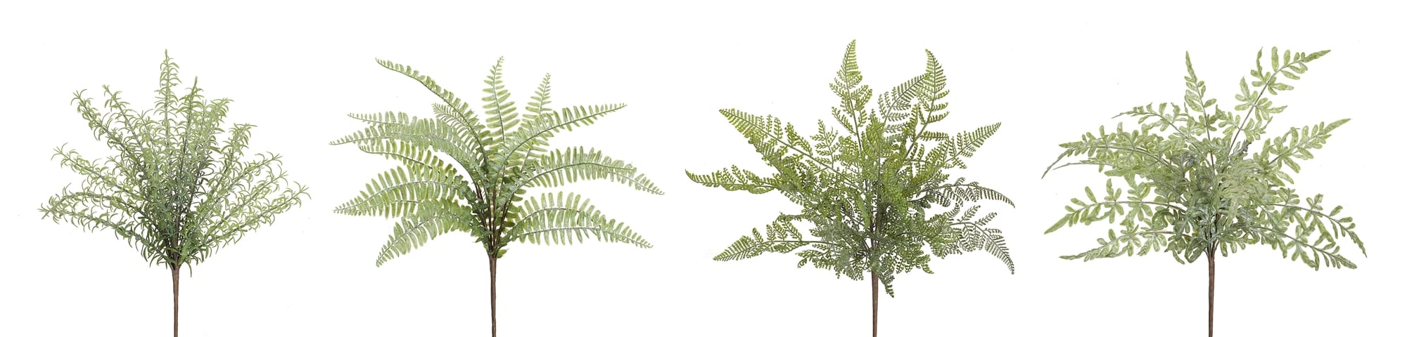 Ferns & Foliage Assortment, Set of 12 Assorted Bushes - Image 11