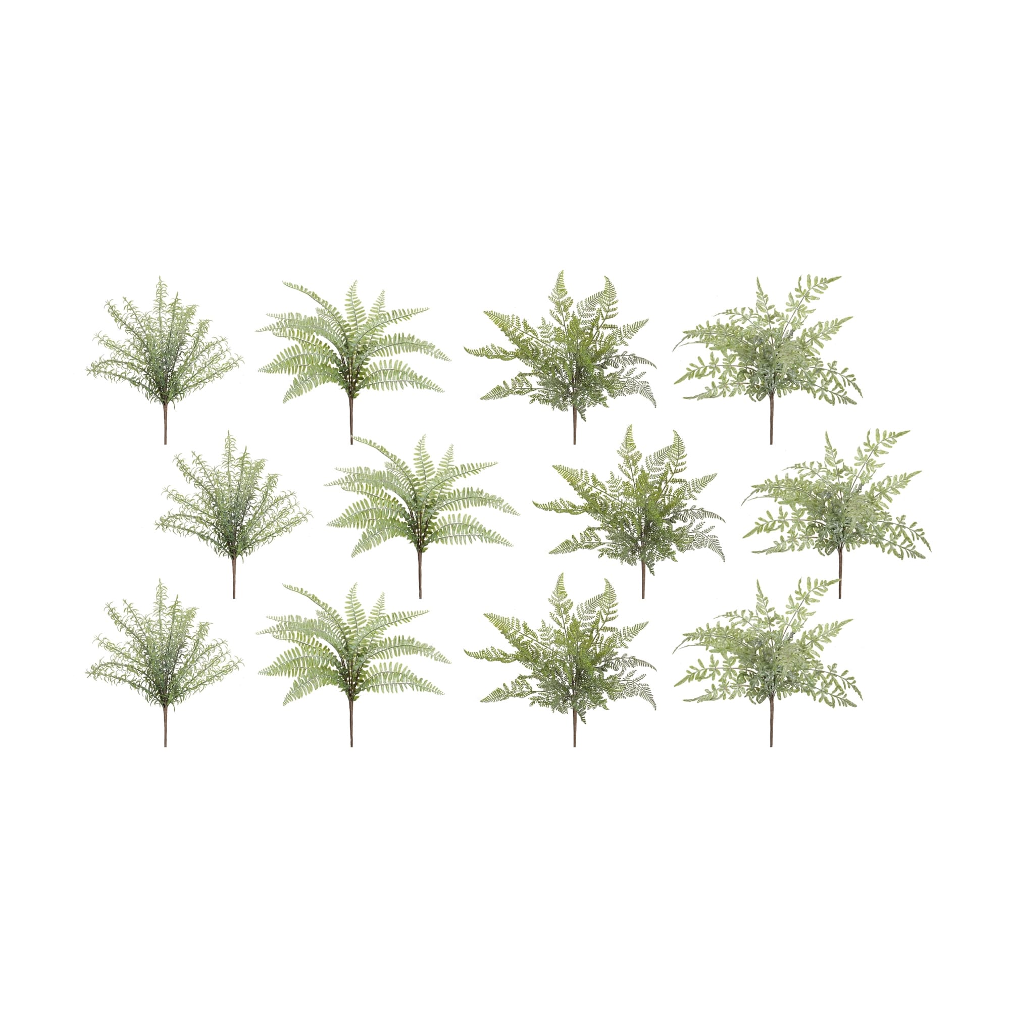 Ferns & Foliage Assortment, Set of 12 Assorted Bushes - Image 10